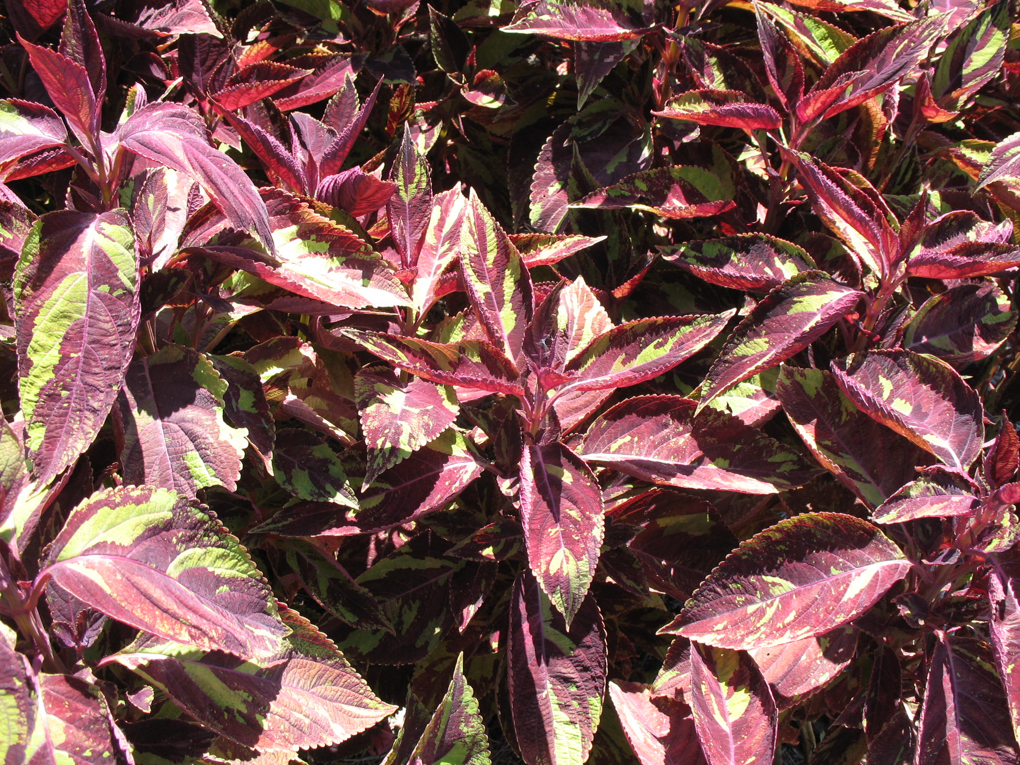 Online Plant Guide Solenostemon scutellarioides 'Coco Loco' / Coco